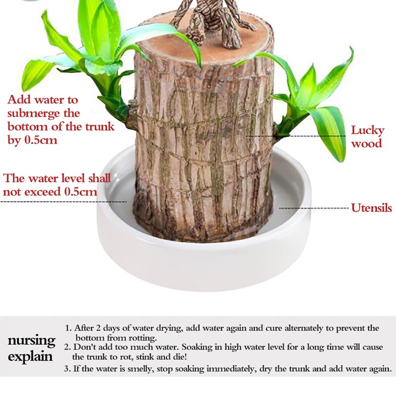 Brazilian Wood Water Lucky Wood Hydroponic Four Seasons Plants