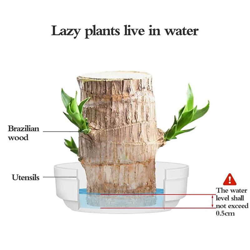 Brazilian Wood Water Lucky Wood Hydroponic Four Seasons Plants